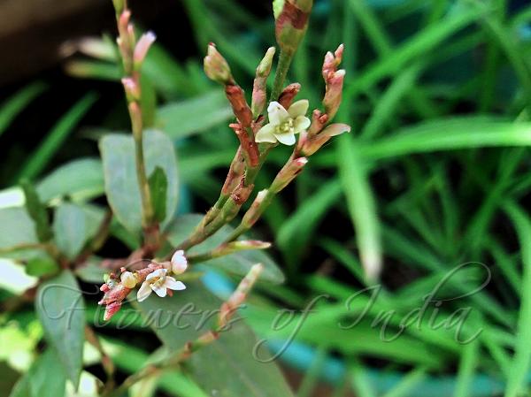 Creeping Himalayan Knotweed